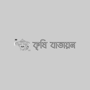 ঝাড়শিমের গোড়া পঁচা রোগ