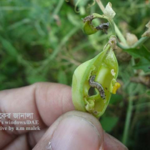 মটরশুঁটির ফল ছিদ্রকারী পোকা