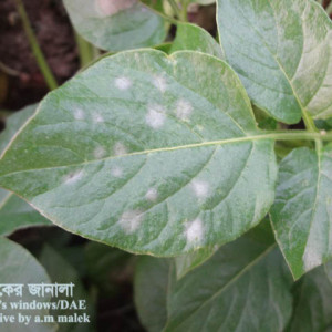 আলুর পাউডারী মিলডিউ রোগ