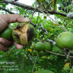 পেয়ারার এনথ্রাকনোজ রোগ