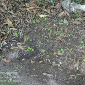আমের ফল ঝড়ে যাওয়া সমস্যা