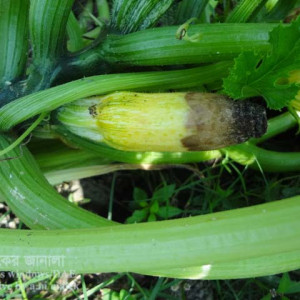 স্কোয়াশের ব্লোজম এন্ড রট রোগ