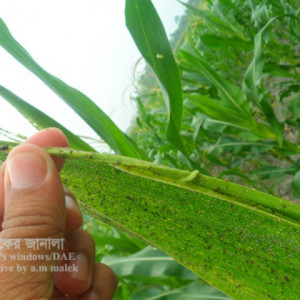 ভুট্টার জাবপোকা বা এফিড