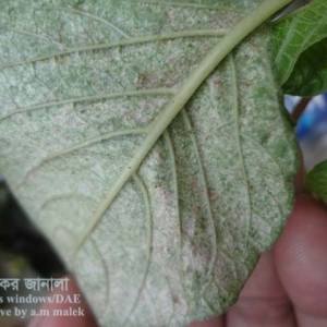 ডাটার ক্ষুদ্র লাল মাকড়