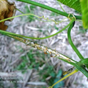 শসার গামি স্টেম ব্লাইট রোগ