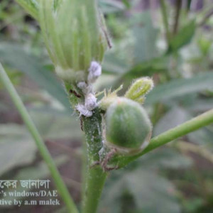 ঢেঁড়শের ছাতরা পোকা