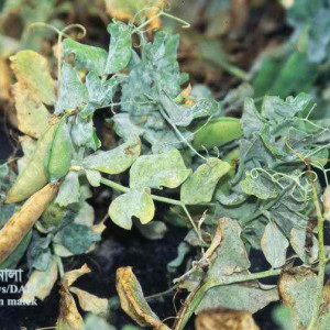 মটরশুঁটির পাউডারী মিলডিউ রোগ