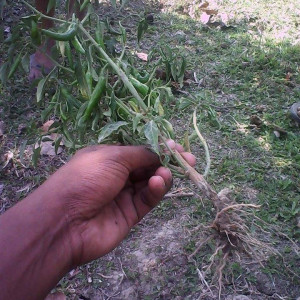 মরিচের ঢলেপড়া রোগ